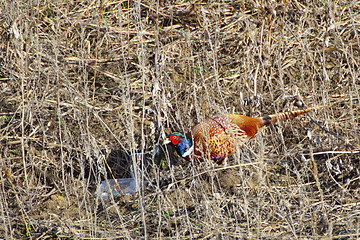 Image showing pollution and pheasant