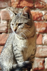 Image showing portrait of a young kitty