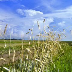 Image showing wheat