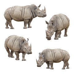 Image showing Set of Rhinoceros Isolated on a White Background