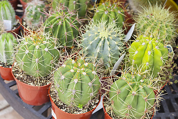 Image showing Outdoor Shop of Succulents