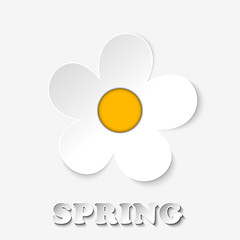 Image showing Beautiful Spring Flowers White Background 