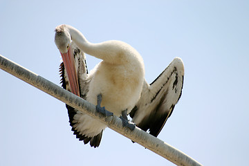 Image showing Pelican Preening