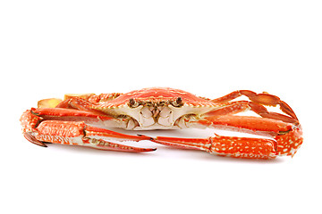 Image showing Cooked Sand Crab