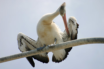 Image showing Pelican Preening