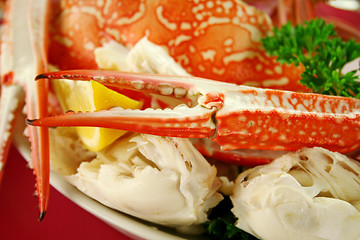 Image showing Fresh Cracked Sand Crab