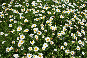 Image showing Daisy Crazy