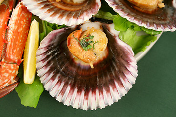 Image showing Sea Scallop