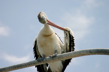 Image showing Pelican Preening