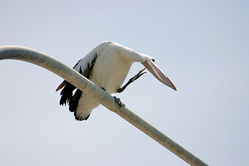 Image showing Pelican Preening
