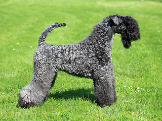 Image showing The Kerry Blue Terrier 