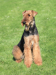 Image showing Airedale Terrier in the garden