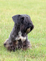 Image showing The portrait of Czech Terrier