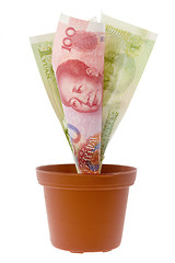 Image showing Chinese money plant

