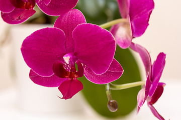 Image showing Pink orchid flower