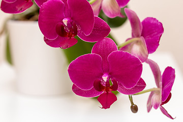 Image showing Pink orchid flower