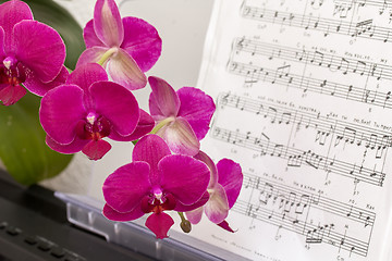 Image showing Pink orchid flower and synthesizer