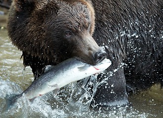 Image showing Brown bear, Kamchatka