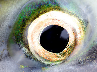 Image showing Eye of a salmon, a close up