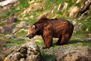 Image showing Brown bear,Kamchatka, 