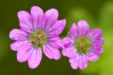 Image showing couple  