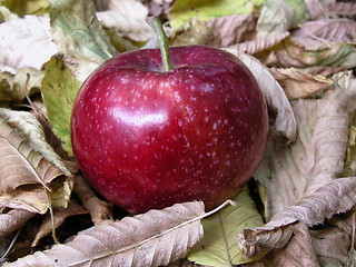 Image showing apple