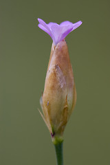 Image showing  flowering  malvacee