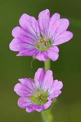 Image showing lavatera arborea