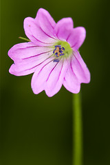 Image showing macro close of violet 