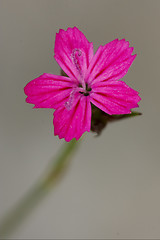 Image showing macro close of  a violet pink geranium dissectum