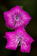 Image showing  violet pink geranium