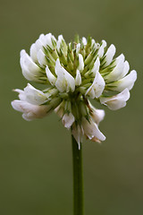 Image showing  close of  a yellow white leguminose