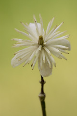 Image showing  leguminose  in green background 