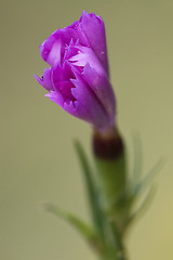 Image showing pink  violet  geranium dissectum cariofillacee 