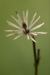 Image showing  white leguminose  in green background 