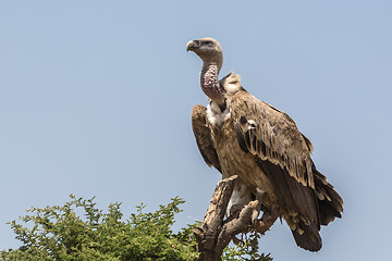 Image showing Vulture