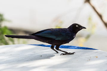 Image showing The one legged dark blue Superb Starling