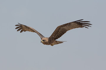 Image showing Amora in flight