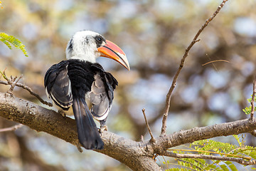 Image showing Red-billed Hornbill