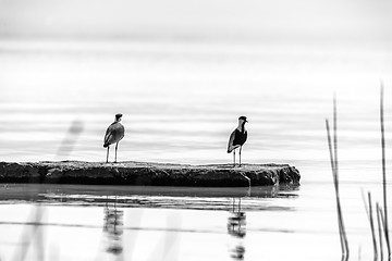 Image showing Two birds on lake Langano