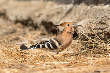 Image showing Hoopoe