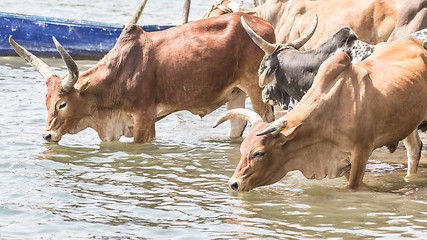 Image showing Cattle drinking water