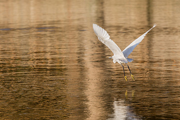 Image showing Little Egret in flight