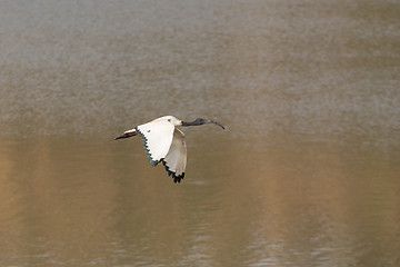 Image showing White Ibis in flight