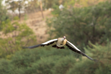 Image showing Egyptian Goose in flight