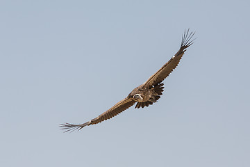 Image showing Vulture in flight