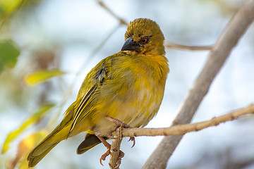 Image showing Rüppell's Weaver