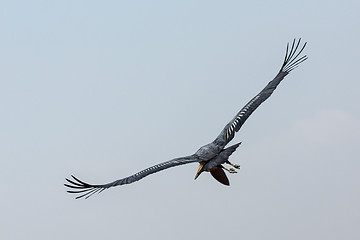 Image showing Marabou Stork in flight