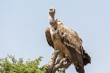 Image showing Vulture