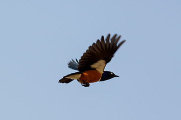 Image showing Superb Starling during flight